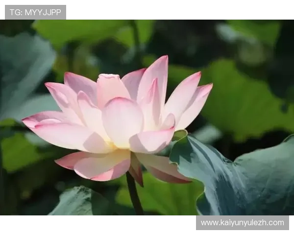 下载开运官网APP后，如何设置个人偏好，获取最适合你的风水建议和运势预测